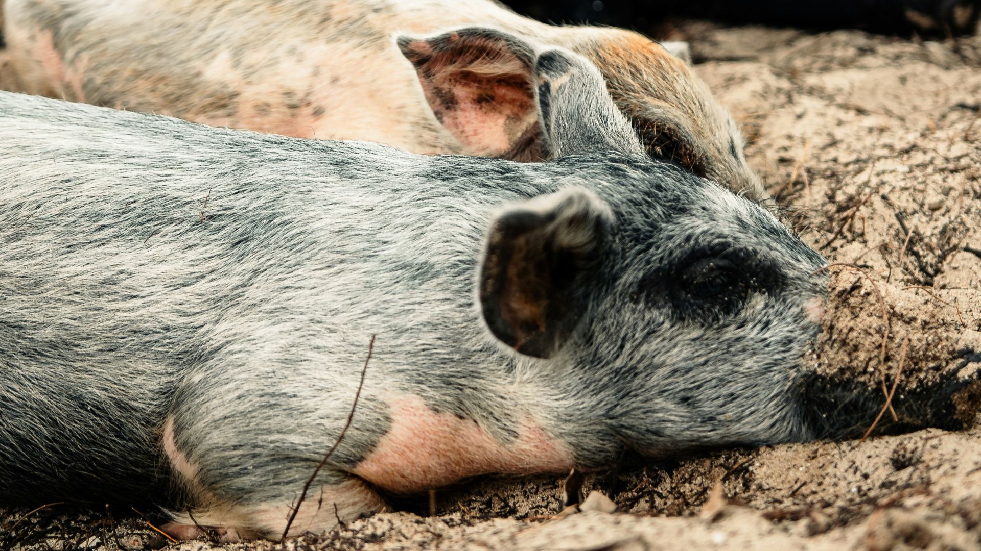 white and brown pig lying on brown sand during daytime