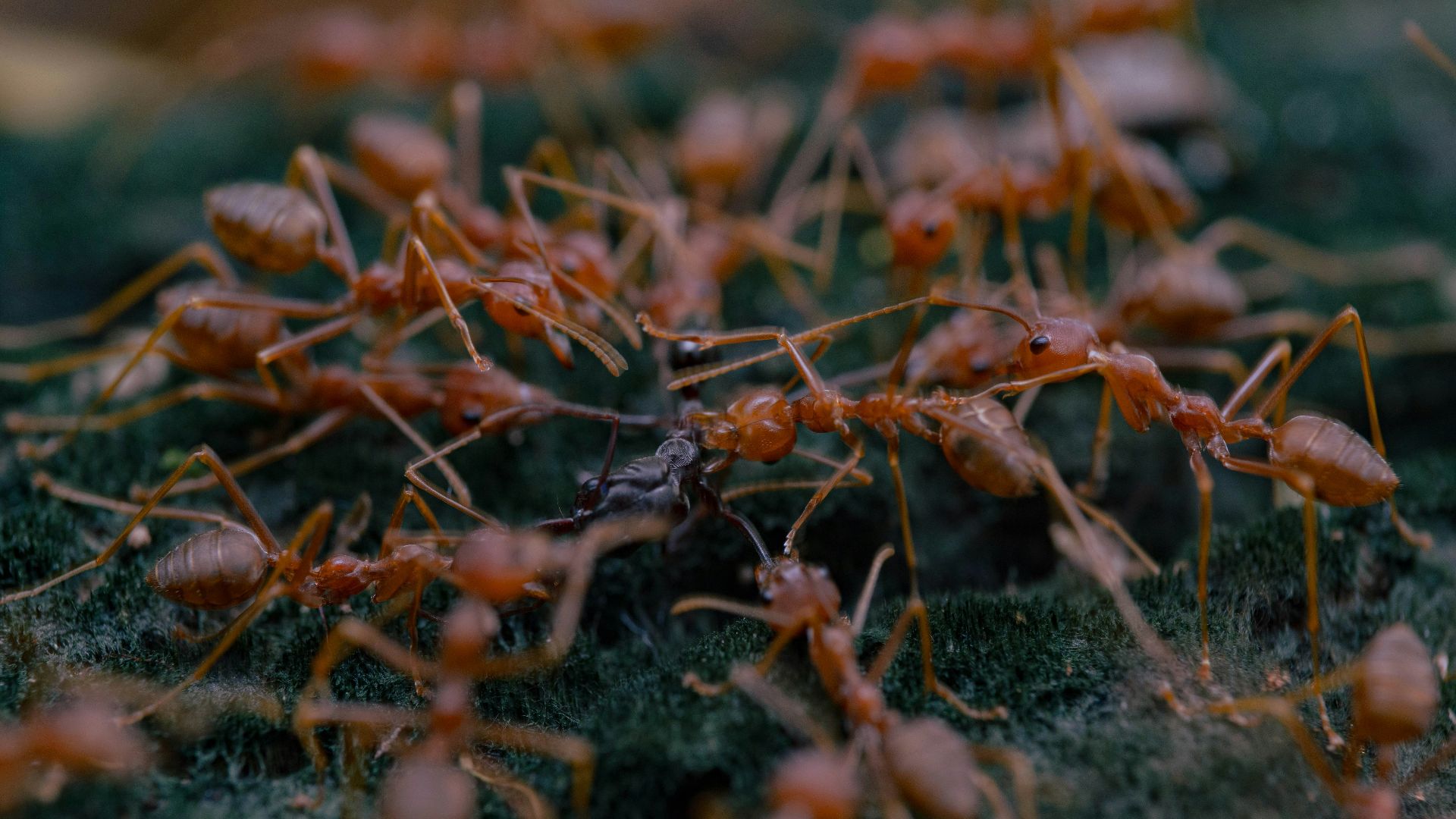 a close up of some plants