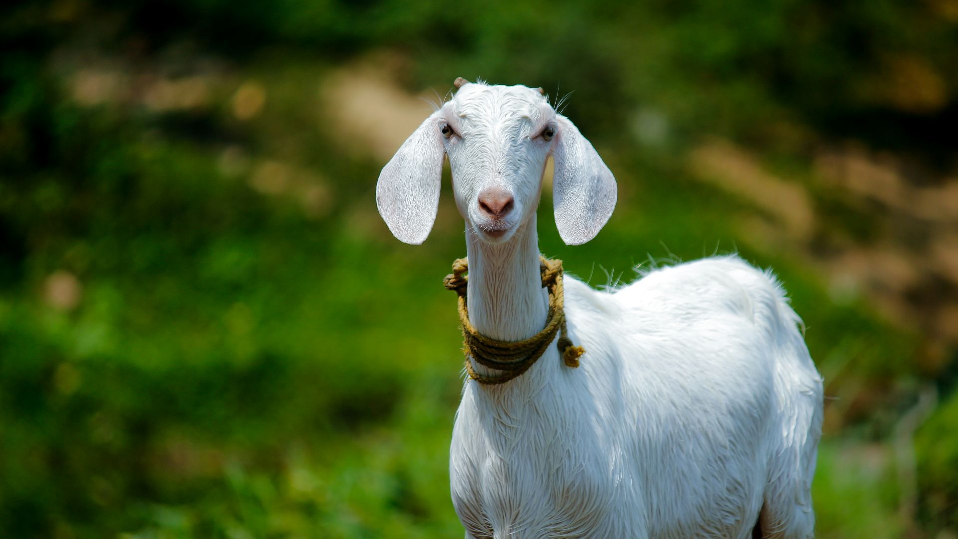 selective focus photography of white goat