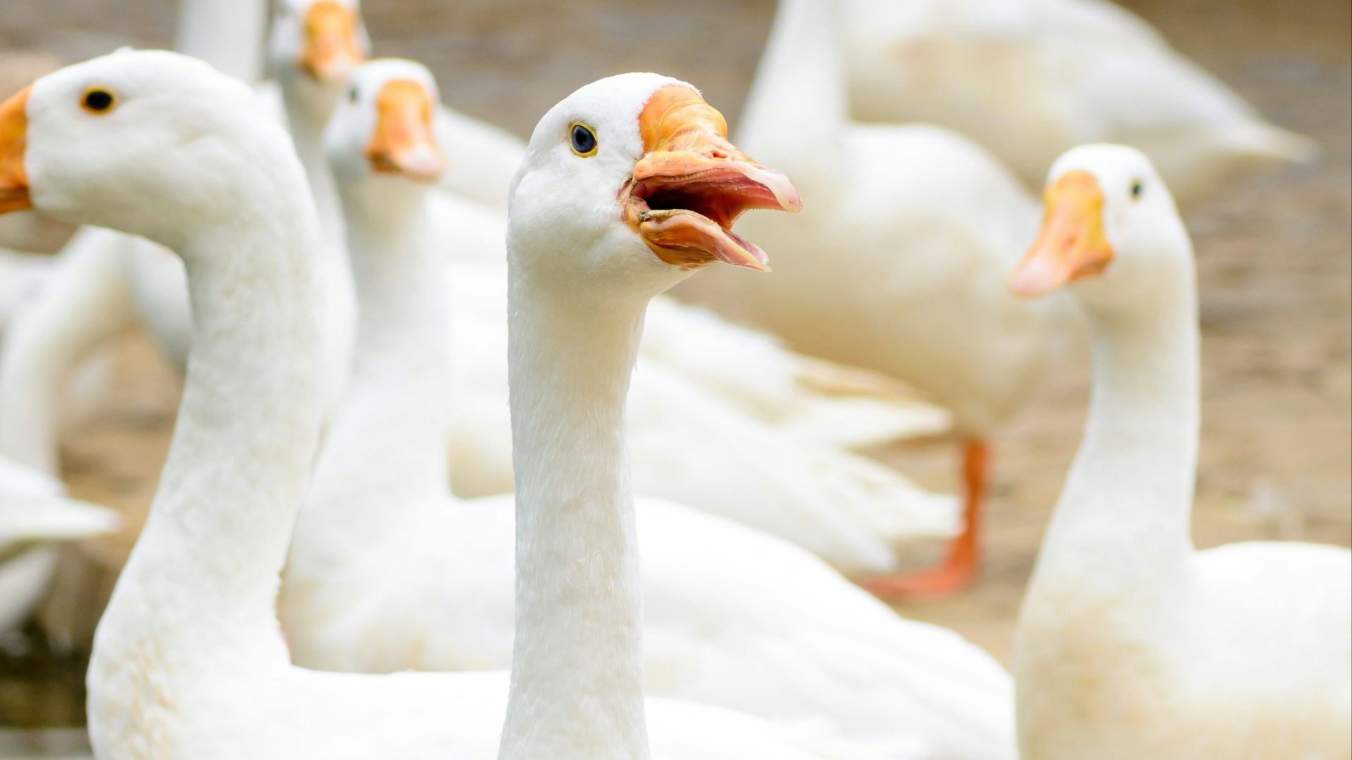 white geese near body of water
