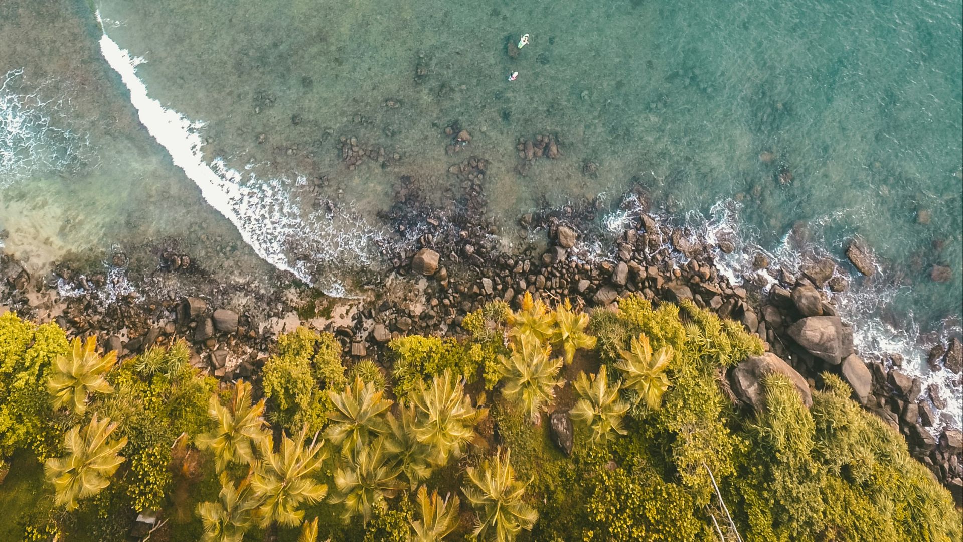 birds-eye view on ocean and forest