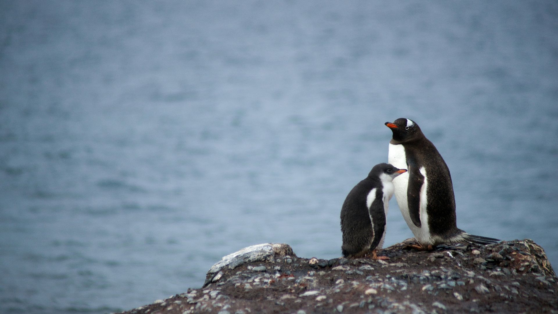 two penguin on rock formation near body of water