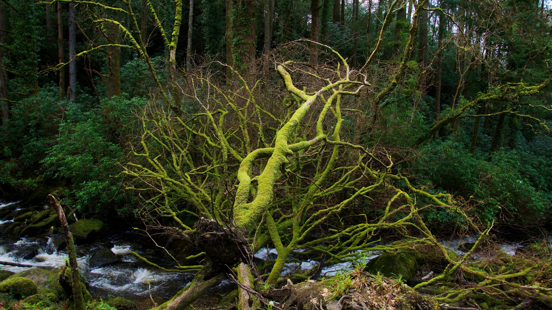 a mossy tree in the middle of a forest