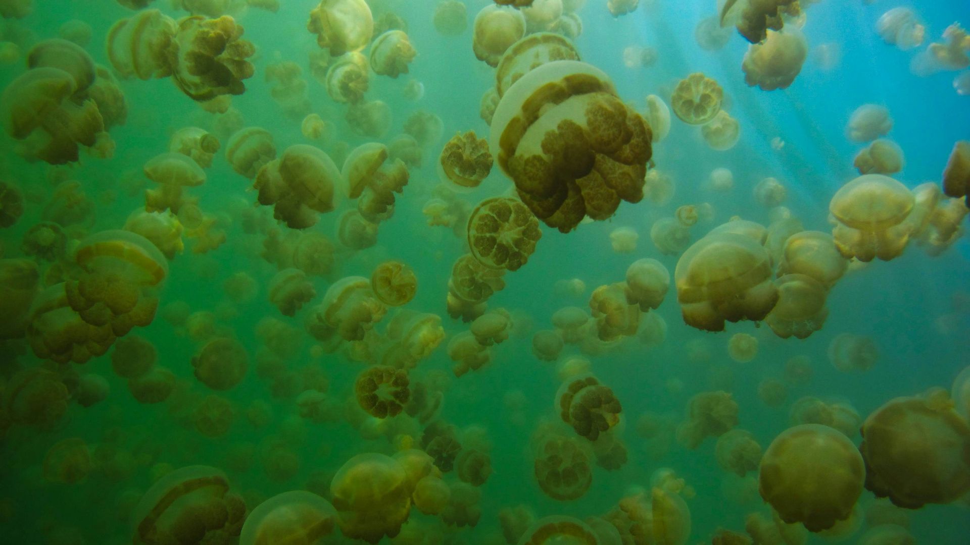 blue and white jellyfish under water