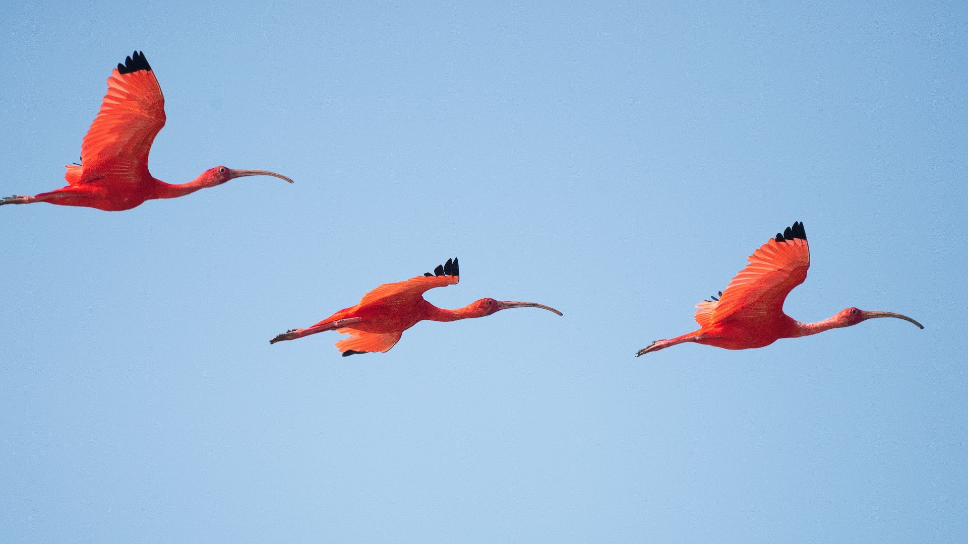 three flying flamingos