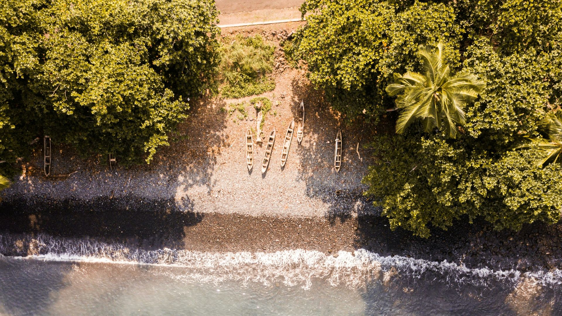 aerial photography of green plants near seashore