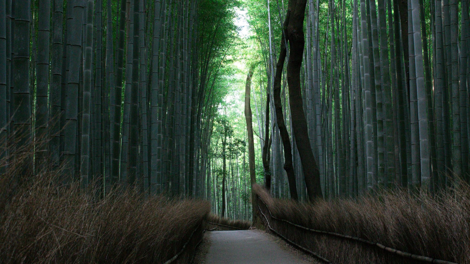 empty pathway between bamboo trees