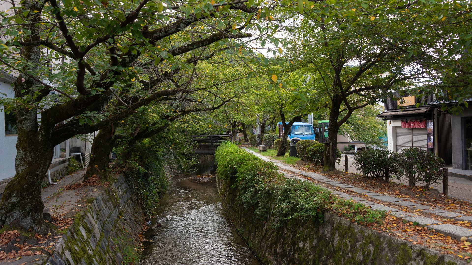 A river running through a lush green forest