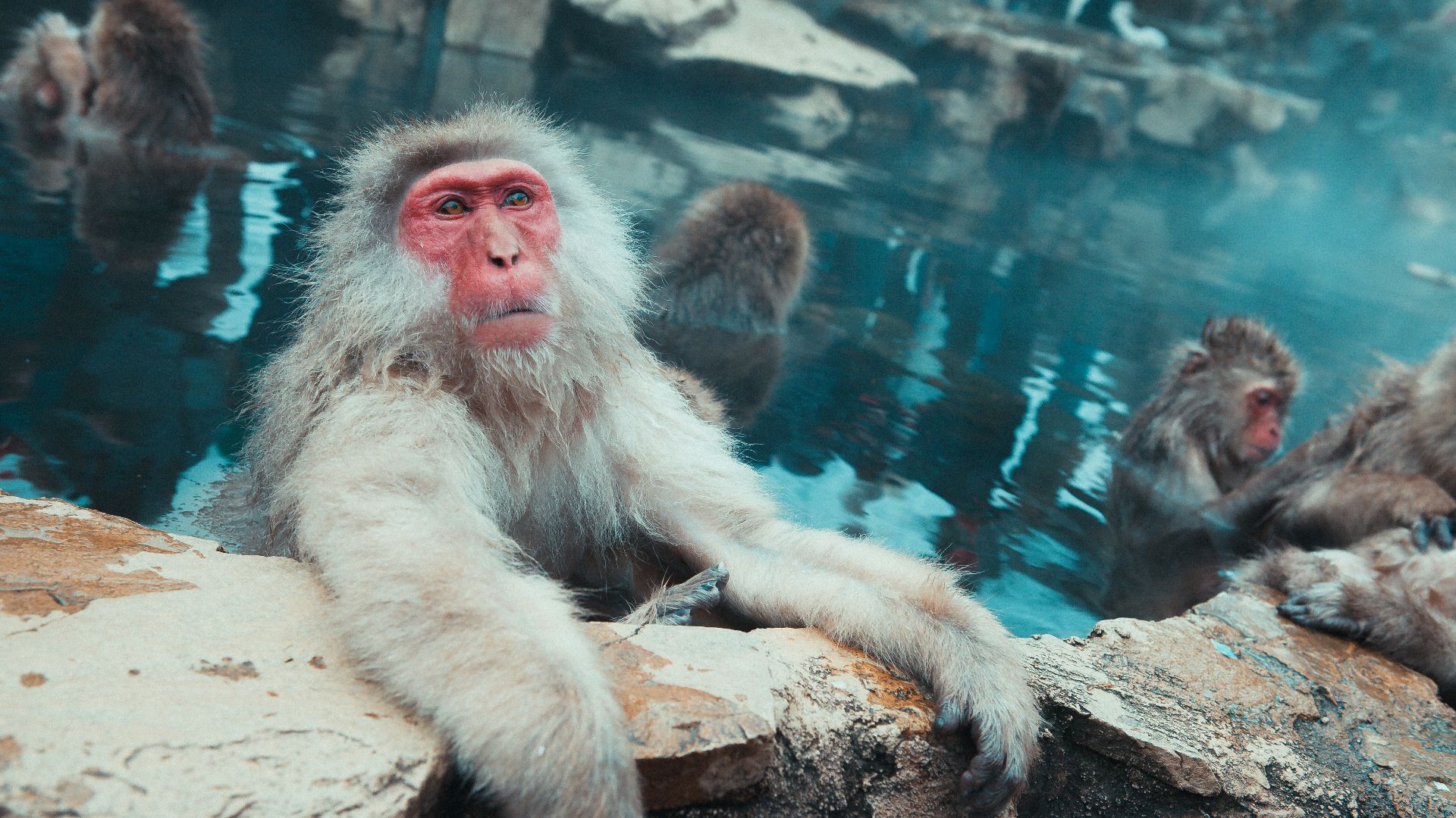 monkey on body of water at daytime