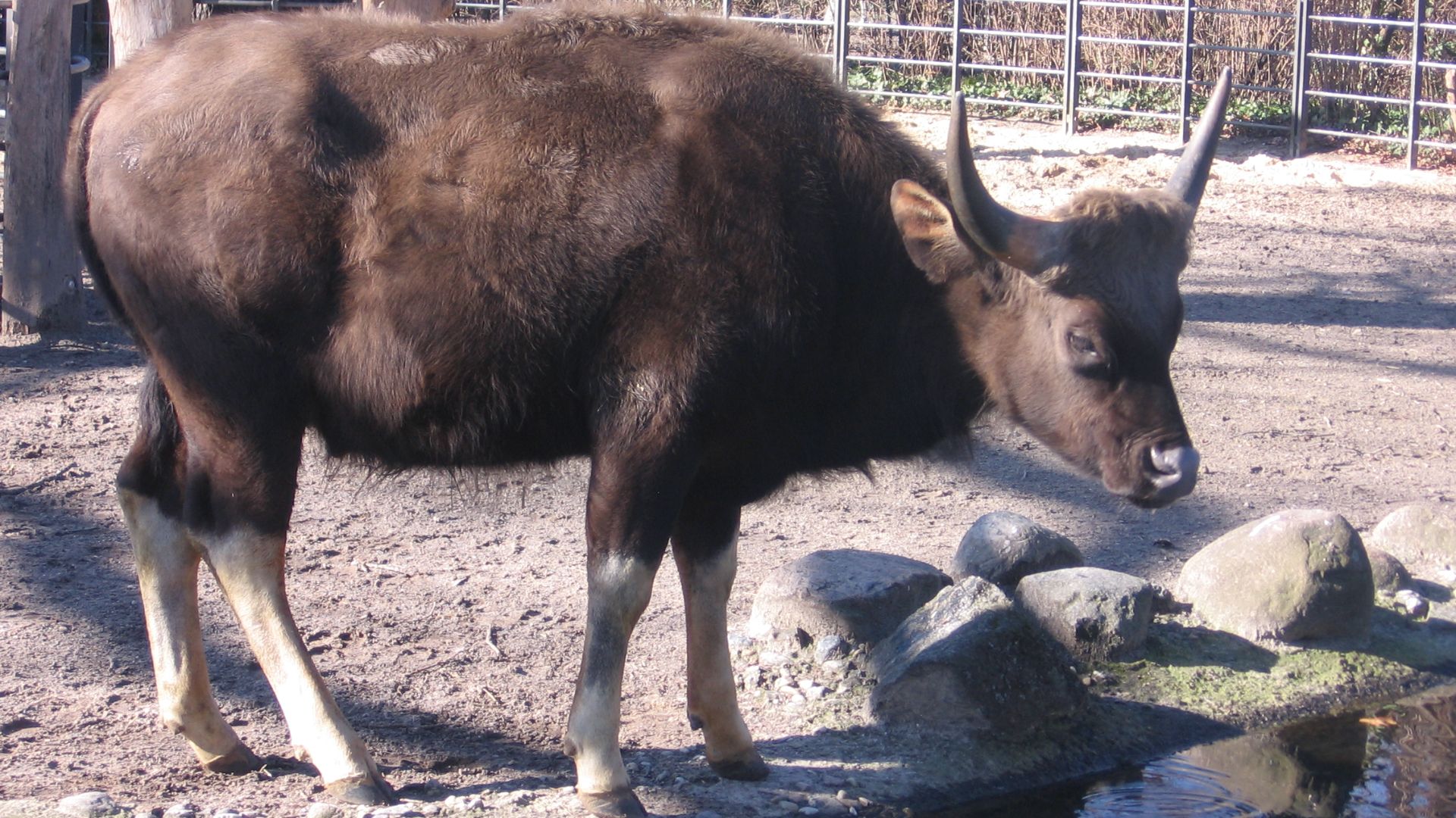 File:Gaur zoo berlin2.jpg