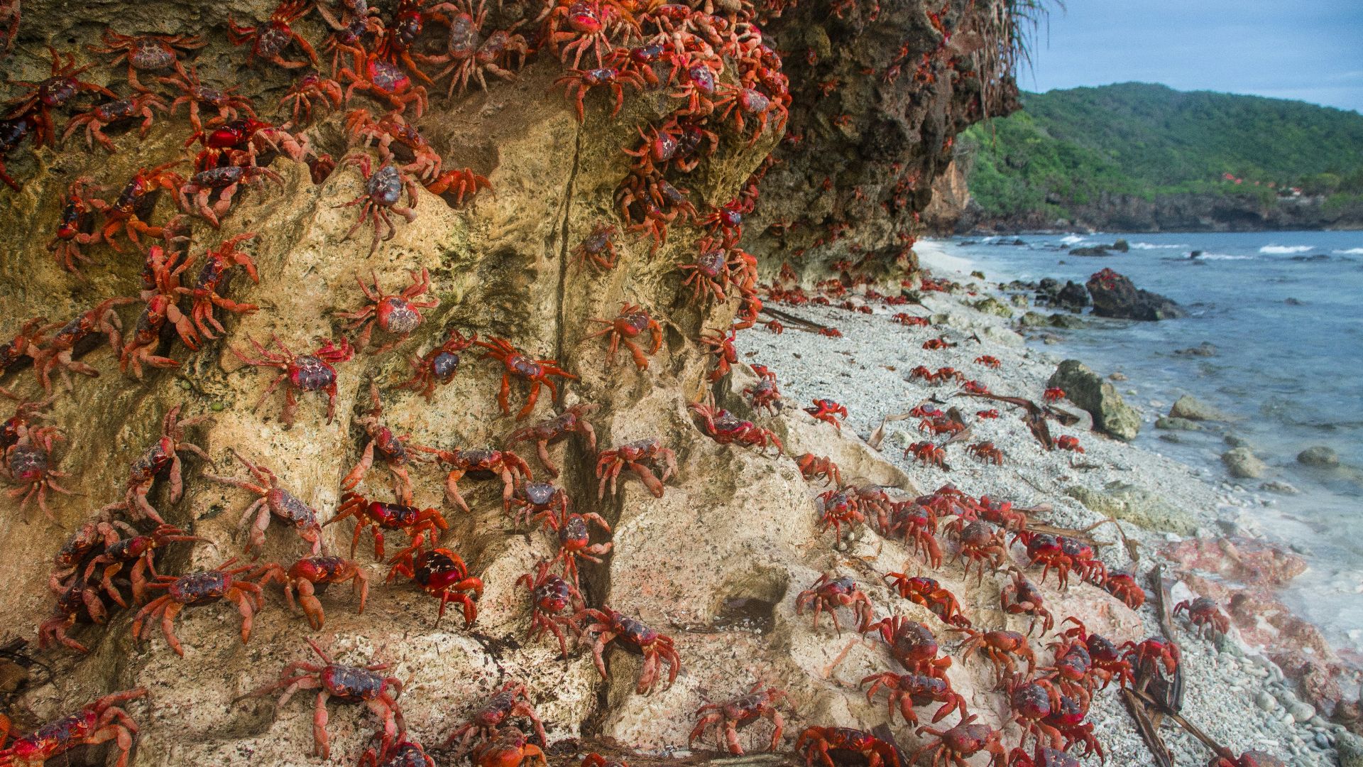 crabs near seashore