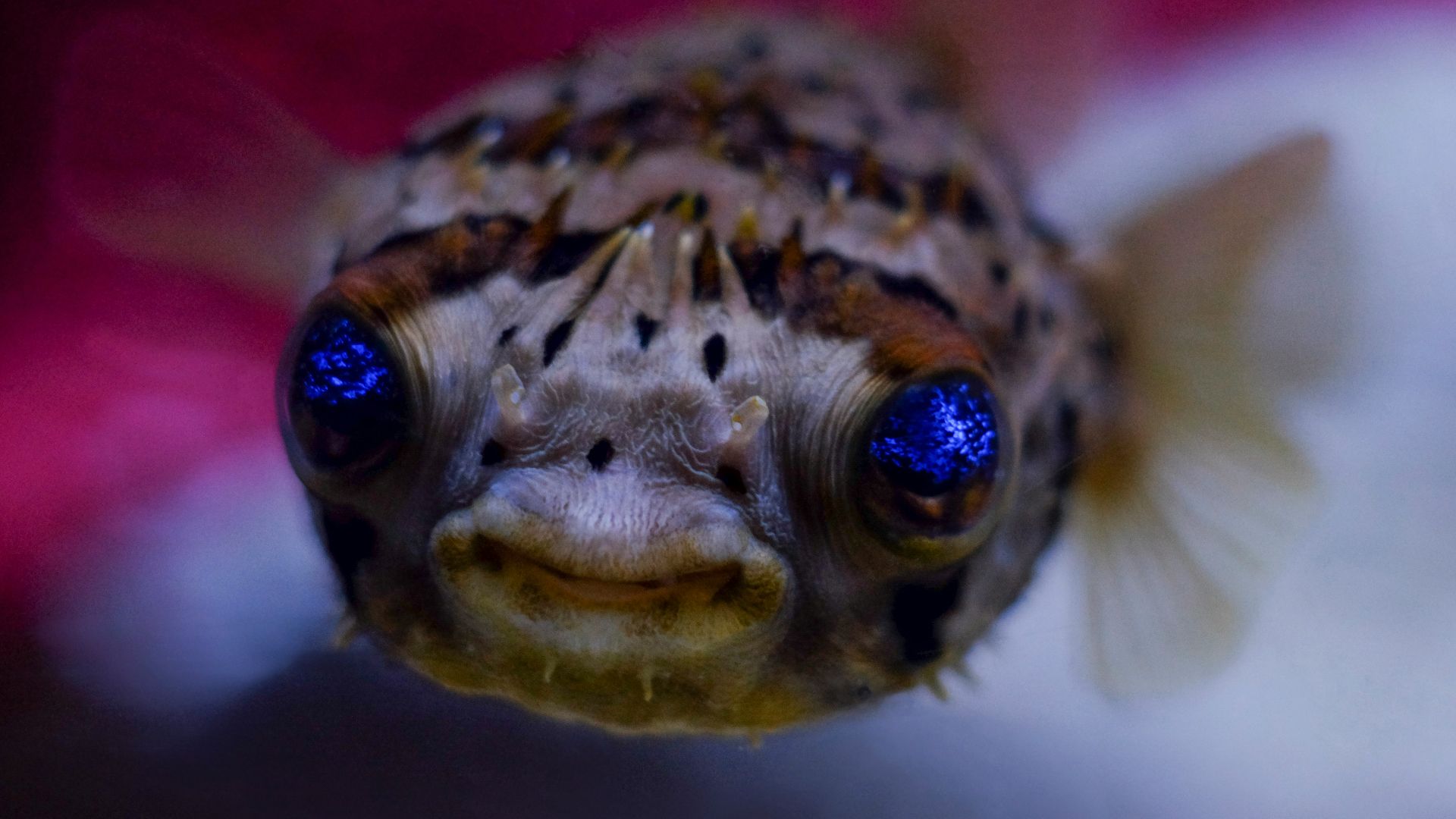 black an white lion fish macro photography