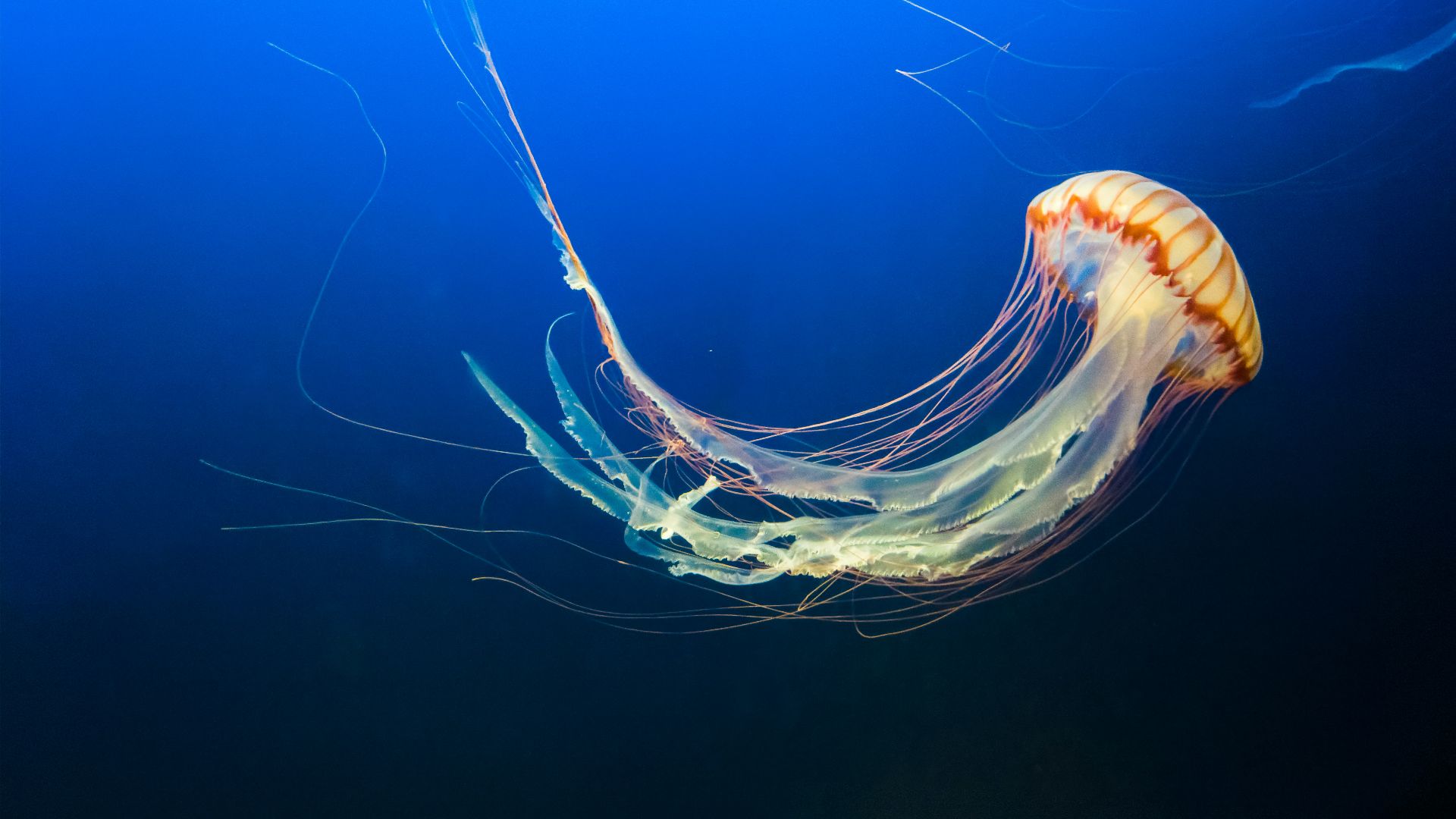 photo of brown jellyfish