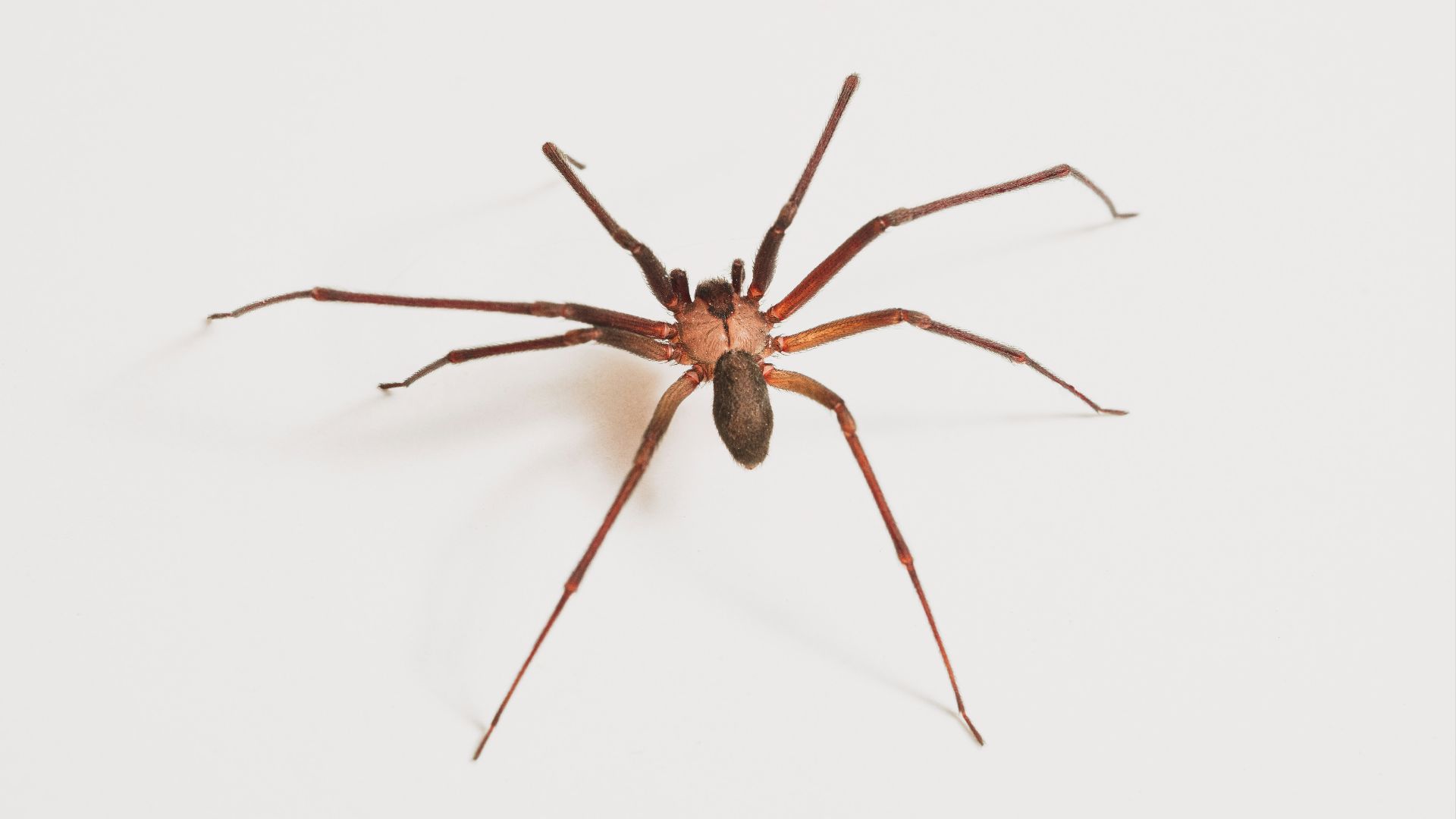 brown spider on white surface