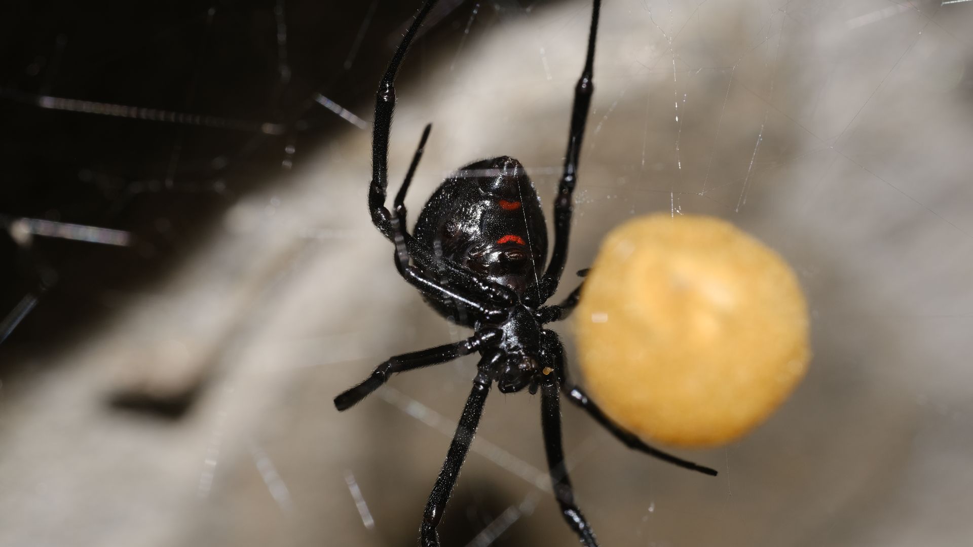 File:Black Widow Spider with Eggsack.jpg