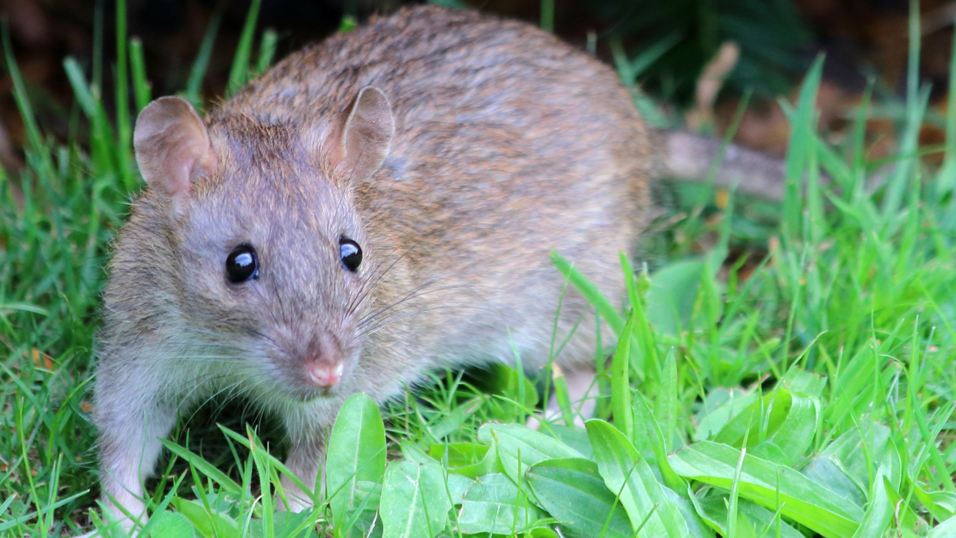 File:Brown Rat (Rattus norvegicus).jpg