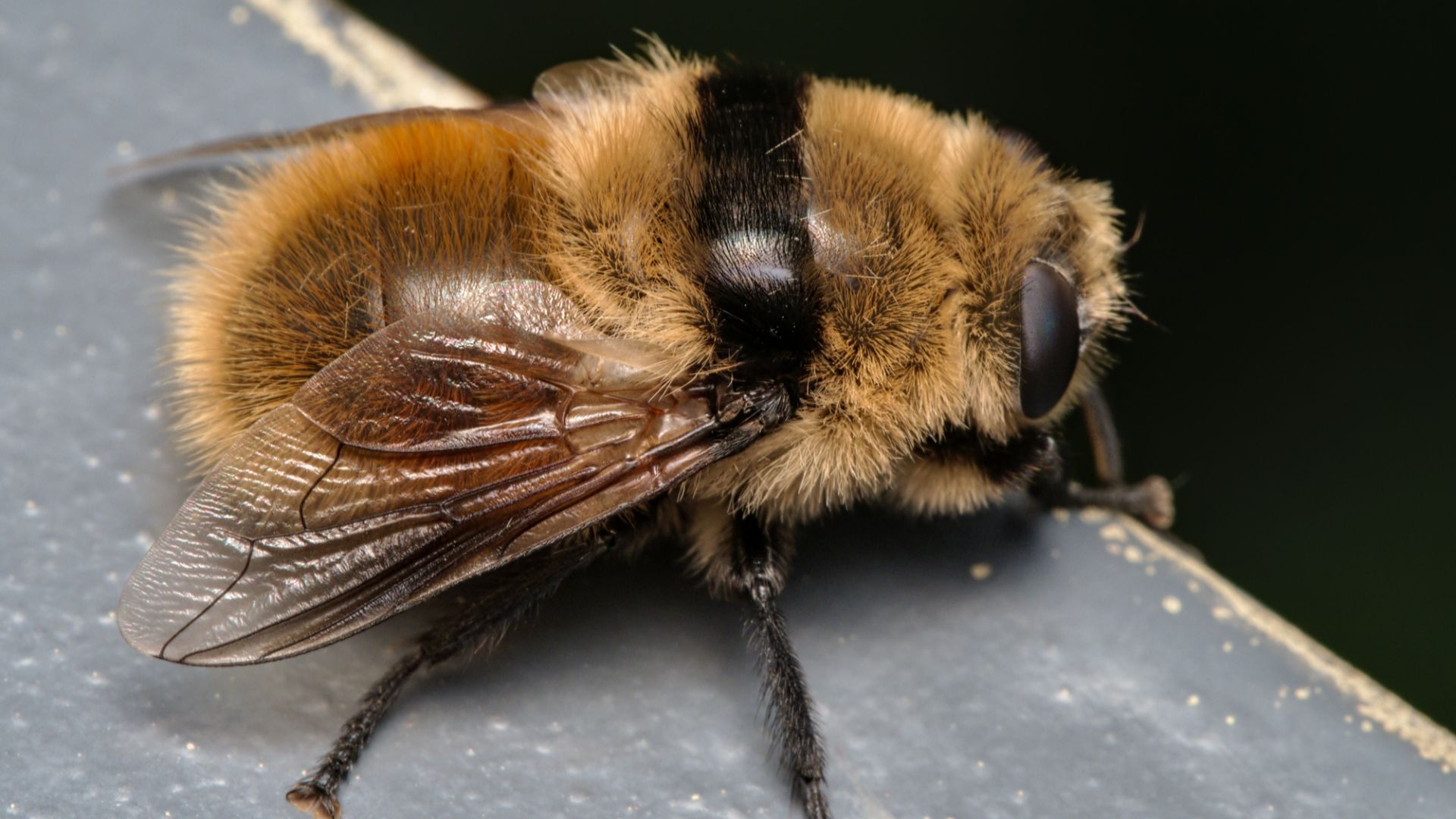 File:Cephenemyia stimulator 80374908.jpg