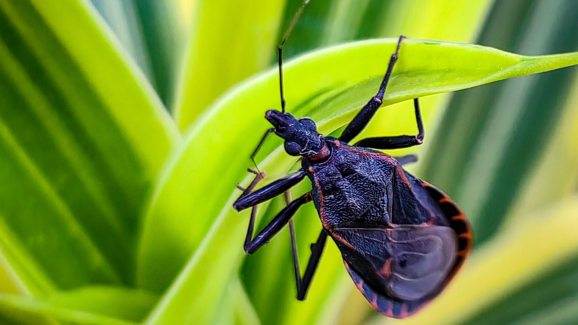 File:Kissing Bug.jpg
