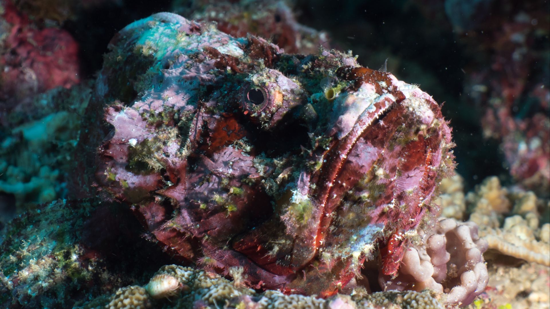 File:Reef stonefish (Synanceia verrucosa) (49257554698).jpg