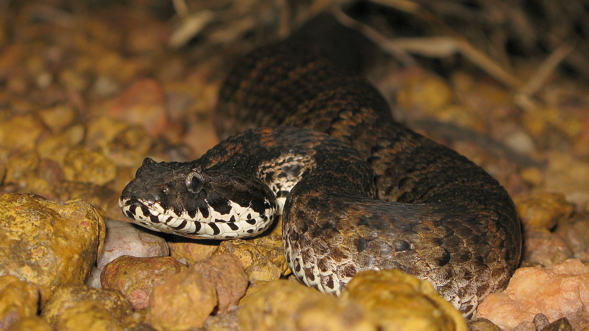 File:Death adder (Acanthophis praelongus) on gravel.jpg