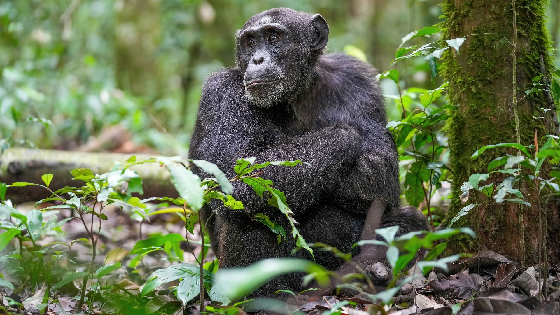File:013 Alpha male chimpanzee at Kibale forest National Park Photo by Giles Laurent.jpg