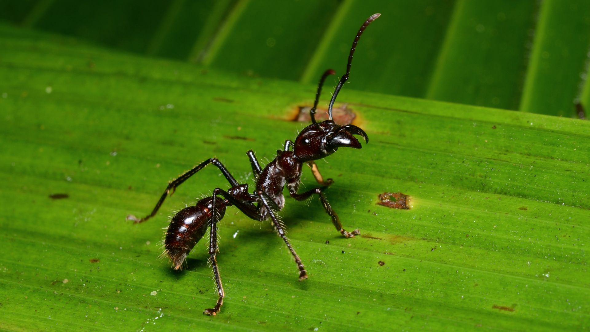 File:Paraponera clavata in La Selva.jpg