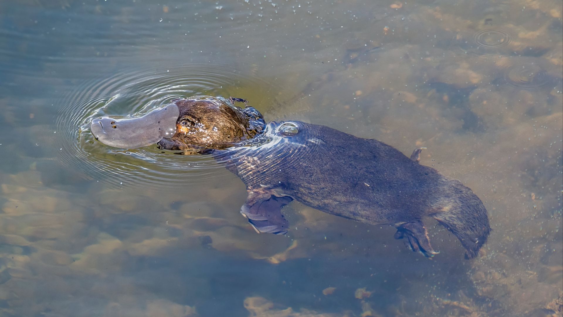 File:Duck-billed platypus (Ornithorhynchus anatinus) Scottsdale 4.jpg
