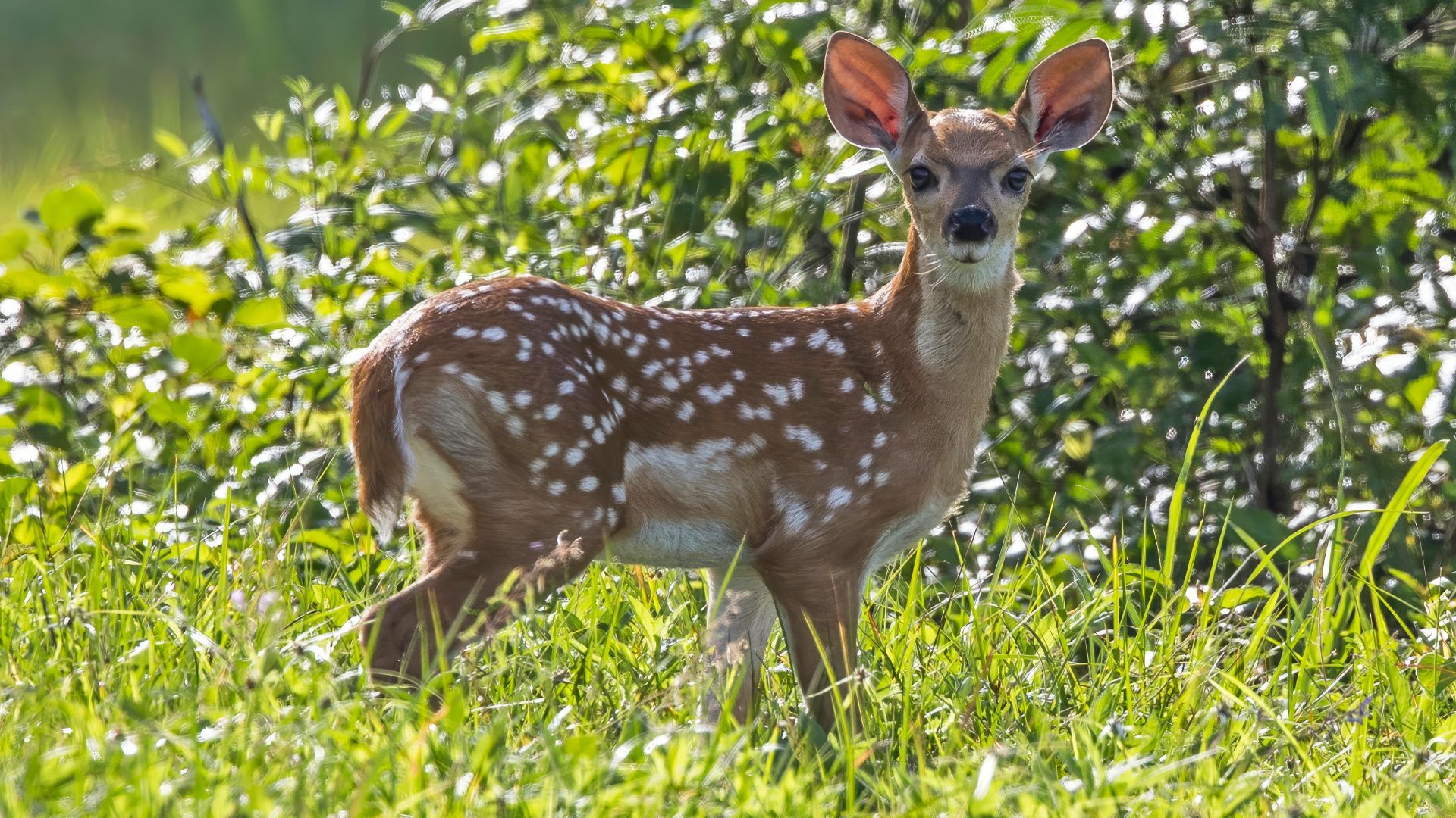 File:White-tailed deer (Odocoileus virginianus nelsoni) fawn Orange Walk.jpg
