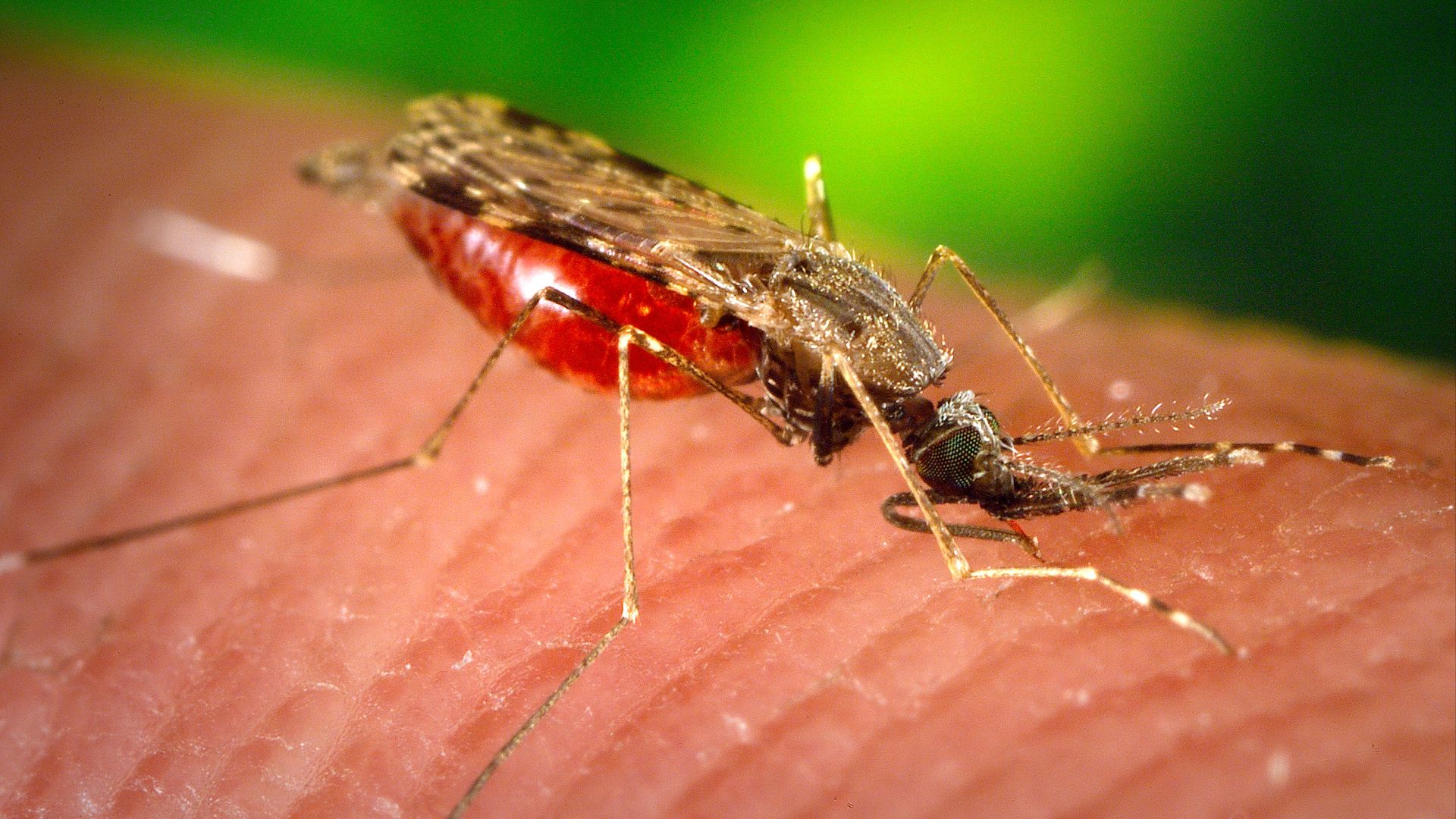 File:Mosquito on human skin.jpg
