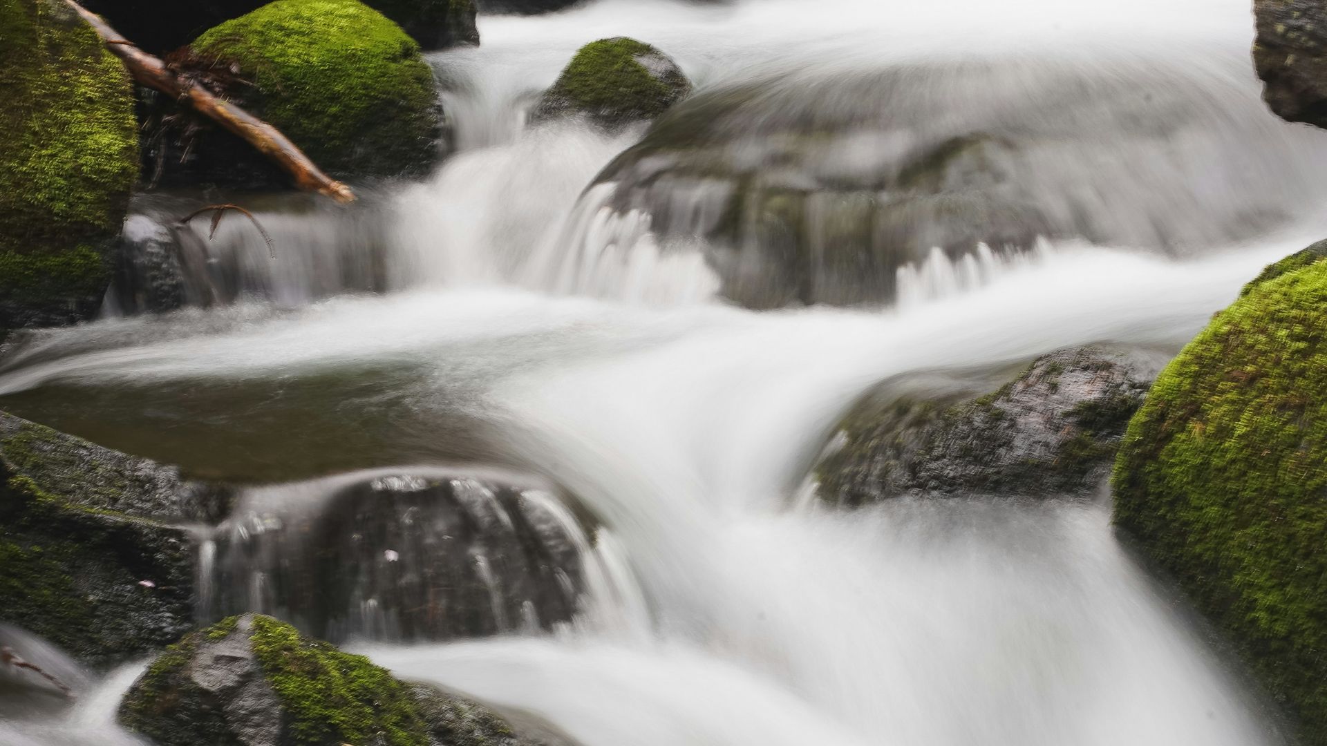 a stream of water running through a lush green forest