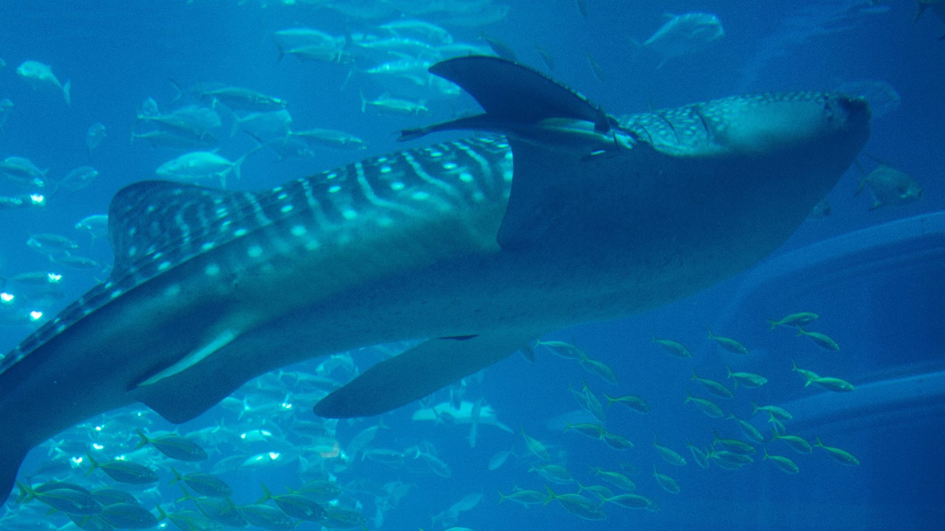 A large aquarium filled with lots of fish