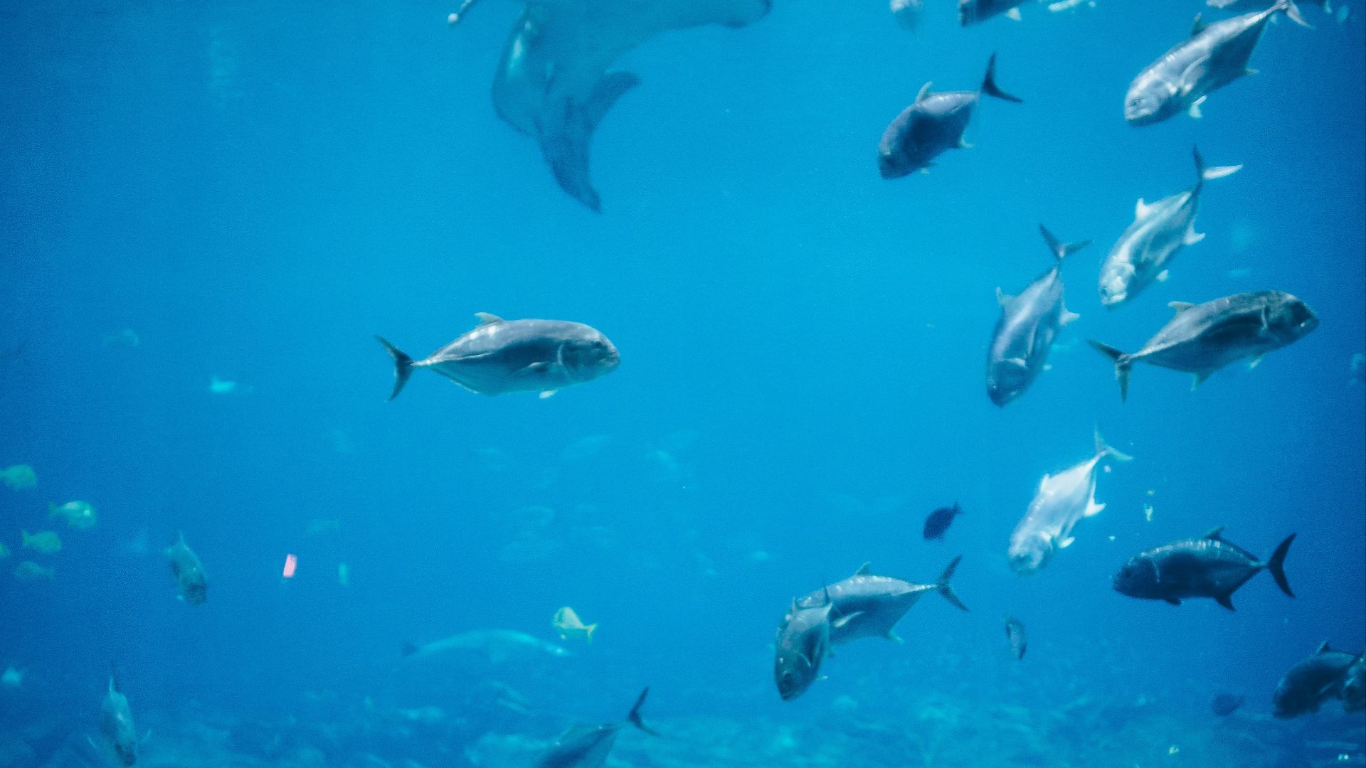 woman standing infront of aquarium with shoal of fish
