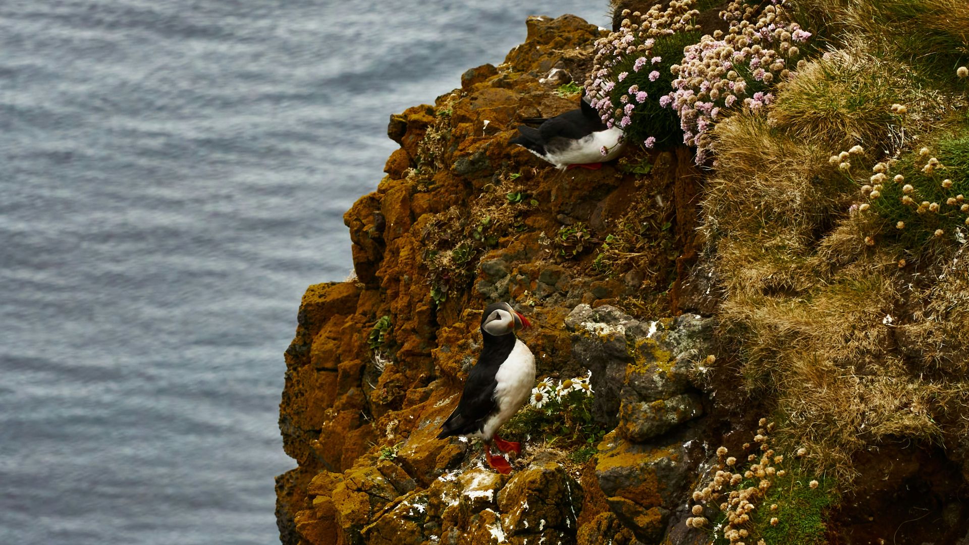 black and white bird on brown rock near body of water during daytime