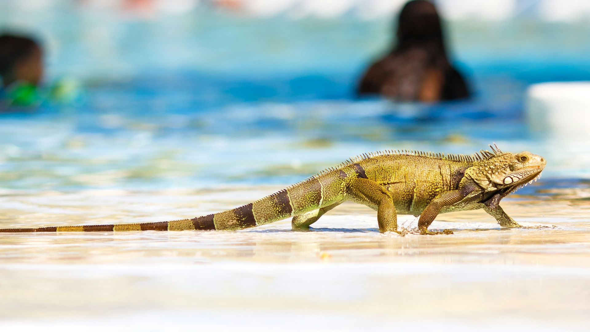 selective-focus photography of iguana near swimming pool
