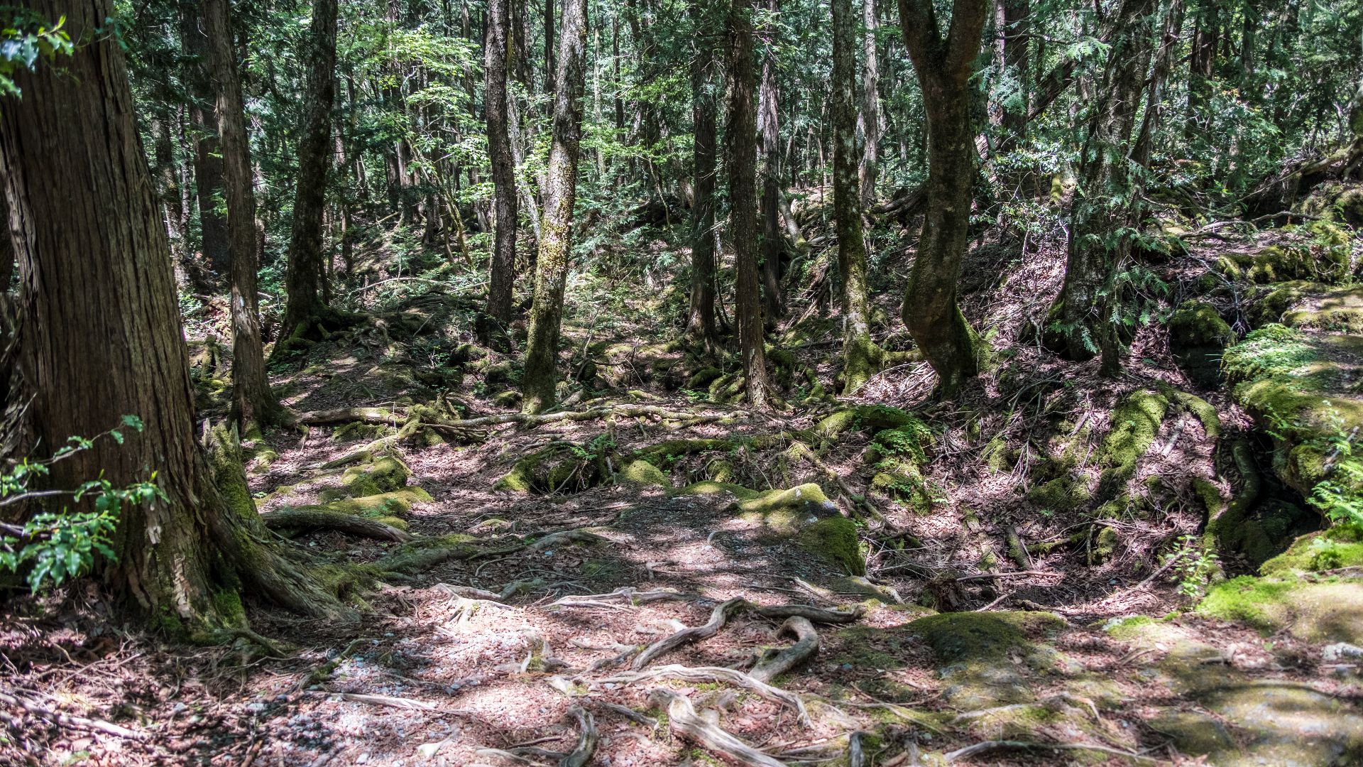 File:Aokigara forest near wind cave 01.jpg