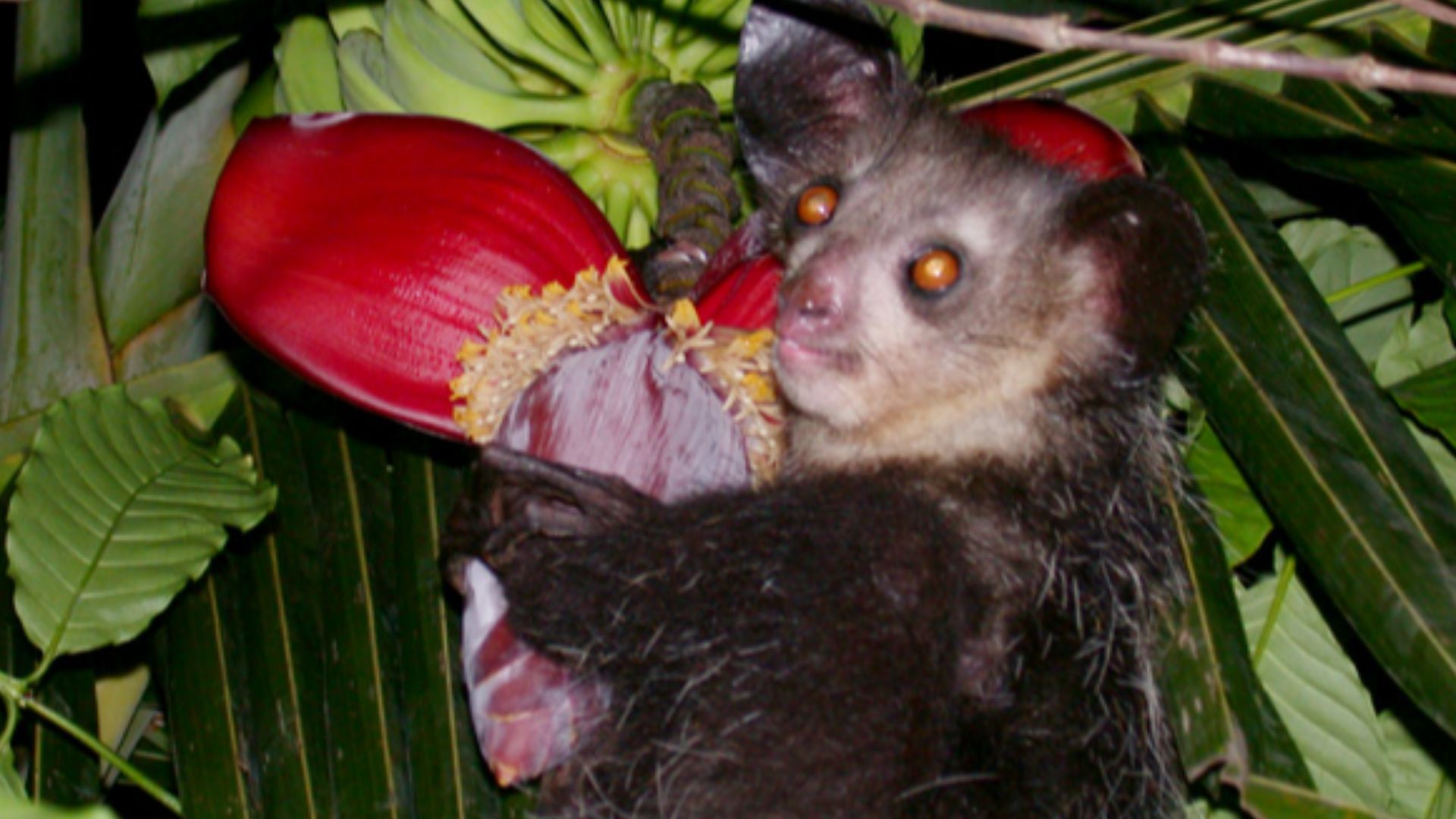 File:Aye-aye (Daubentonia madagascariensis).jpg