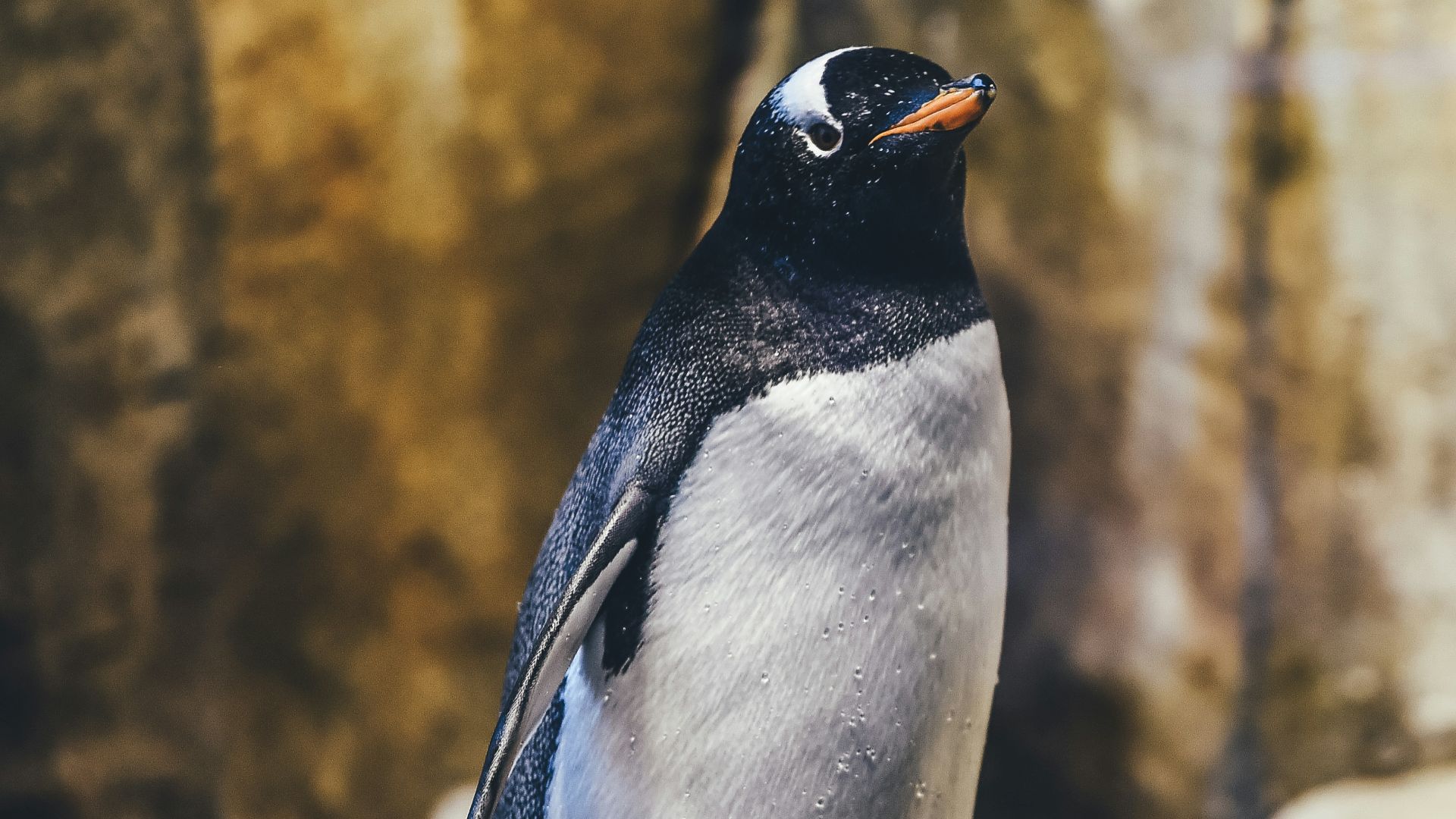penguin on rock