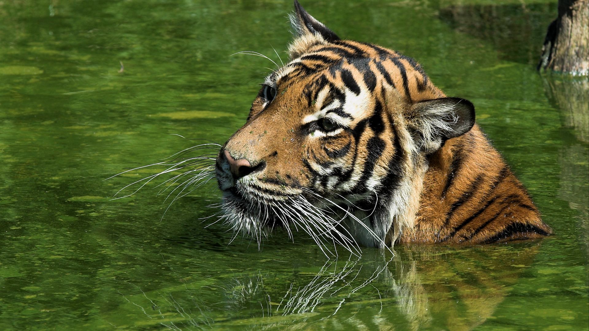 File:Tiger-2.jpg