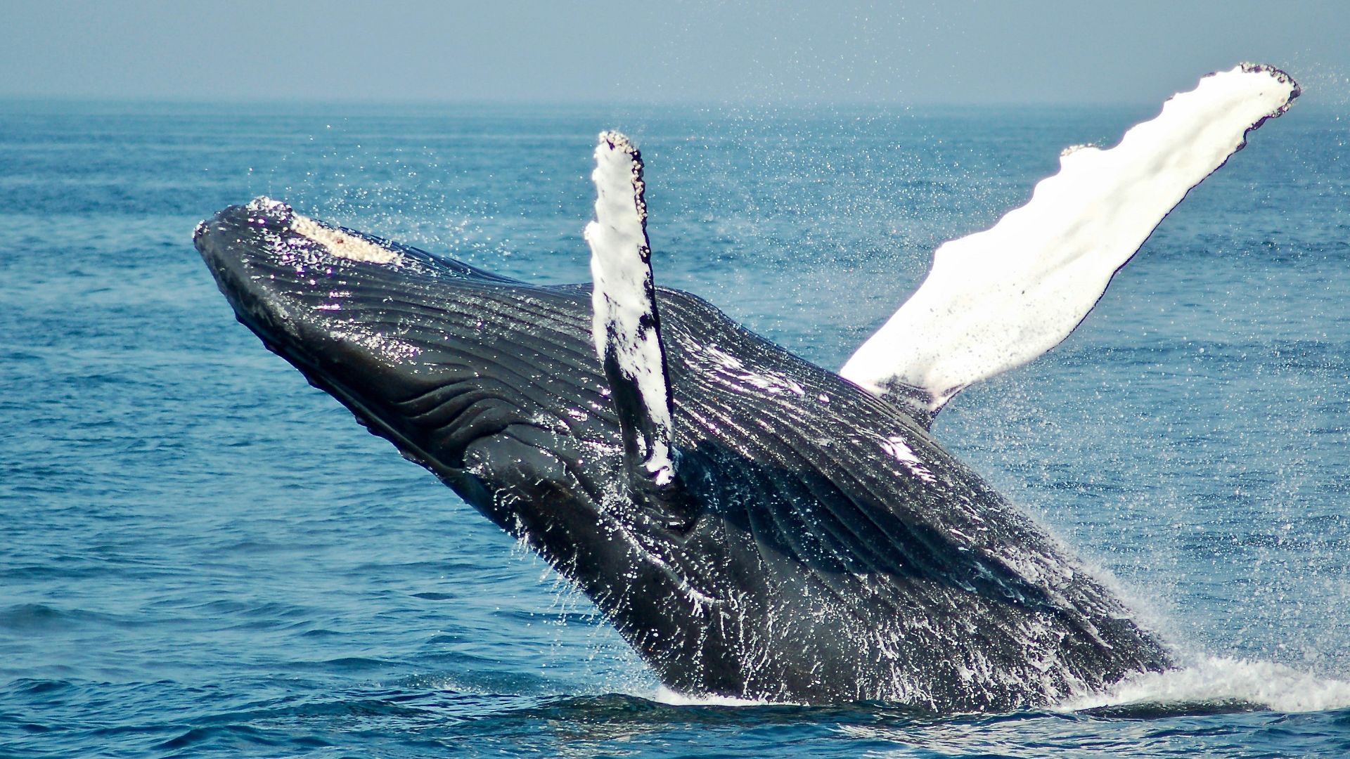 blue whale on sea