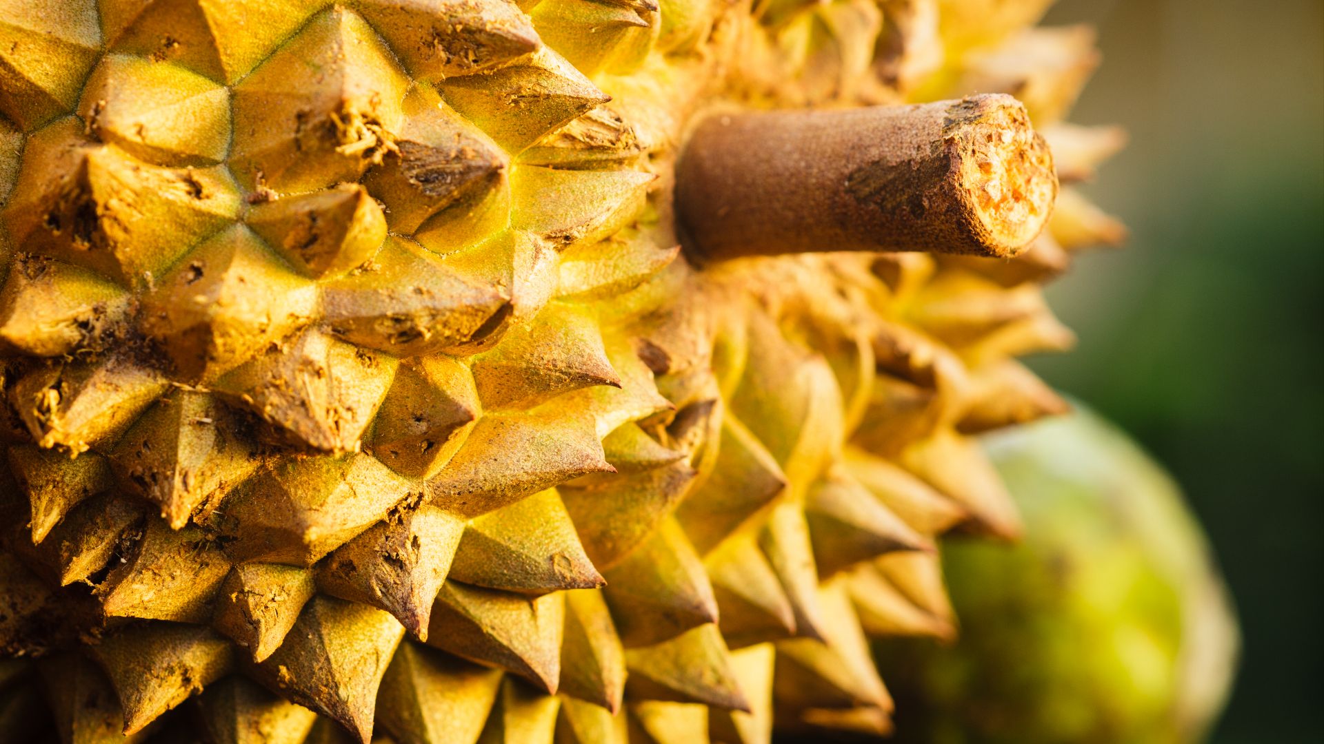 File:Durian - The Fruit Hunters - Eye Steel Film.jpg