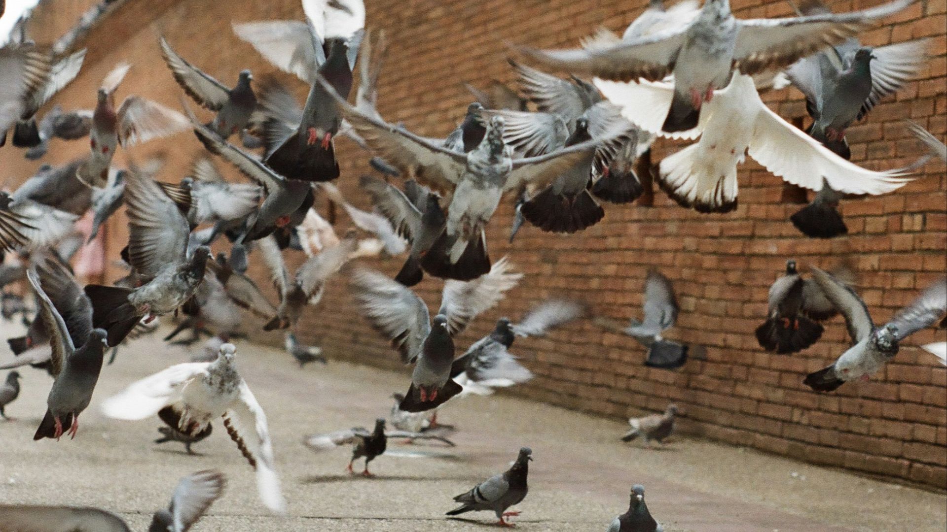 flock of white nad grey pieons