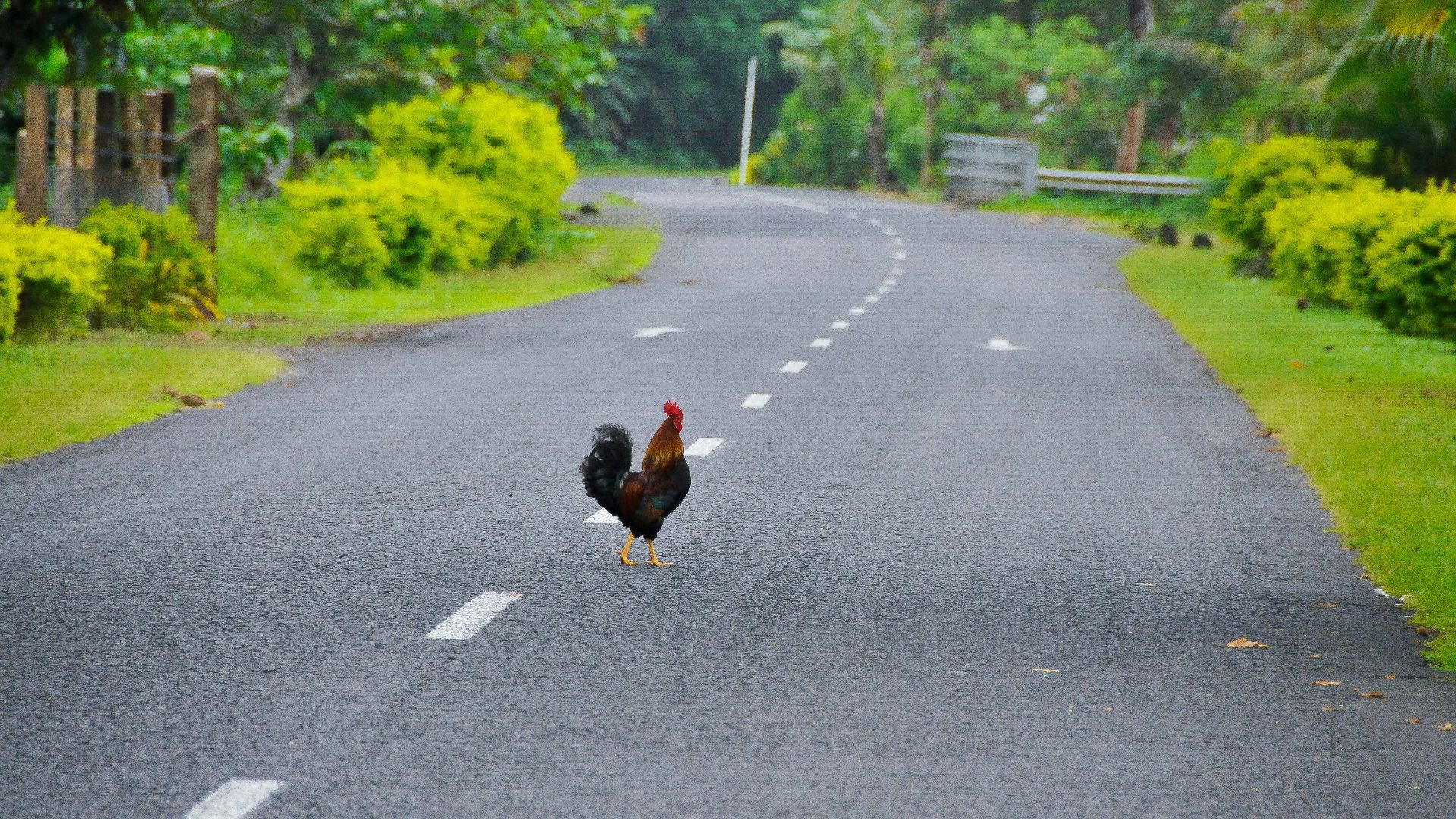 black and red rooster on road during daytime