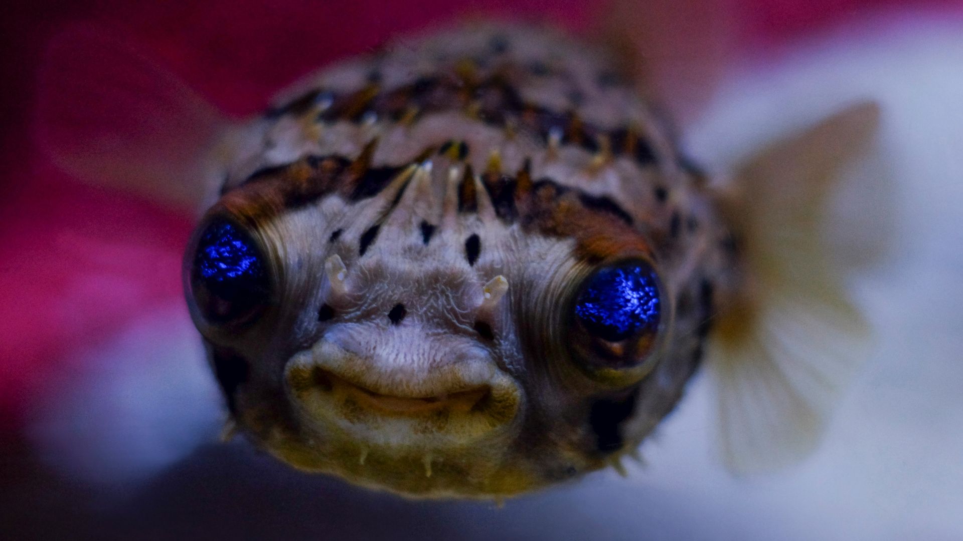 black an white lion fish macro photography