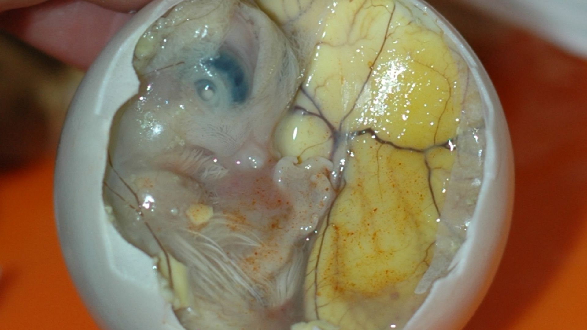 File:Inside a Balut - Embryo and Yolk.jpg