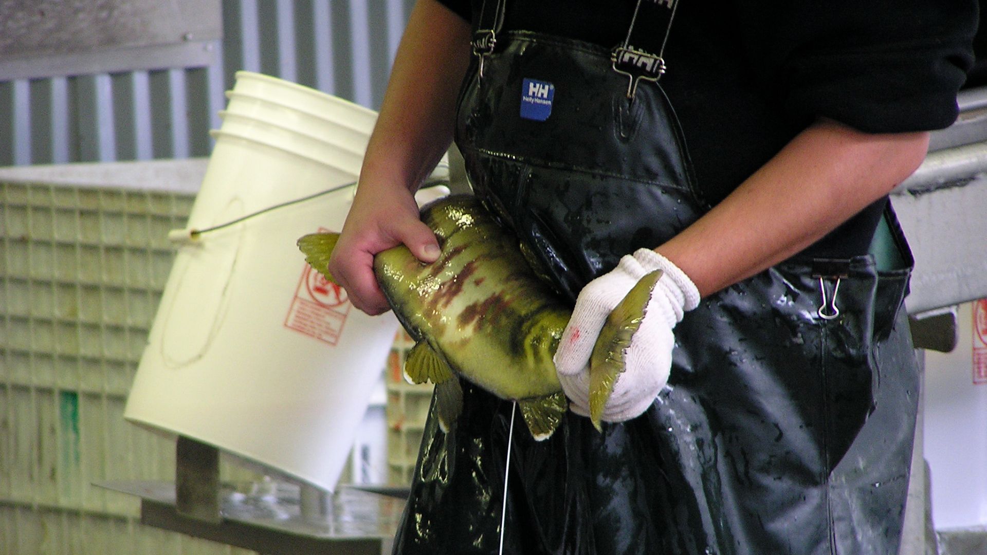 File:Salmon Milt DIPAC WC7.jpg