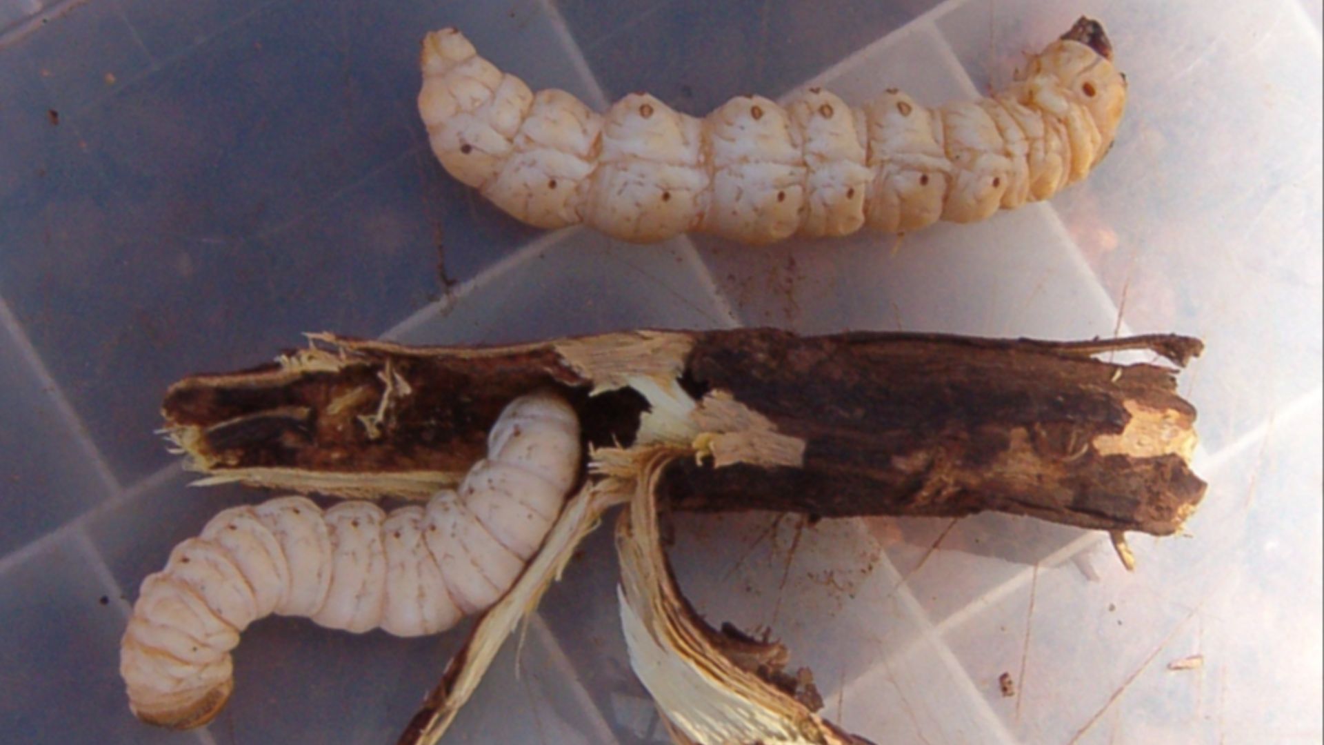 File:Witchetty grub.jpg