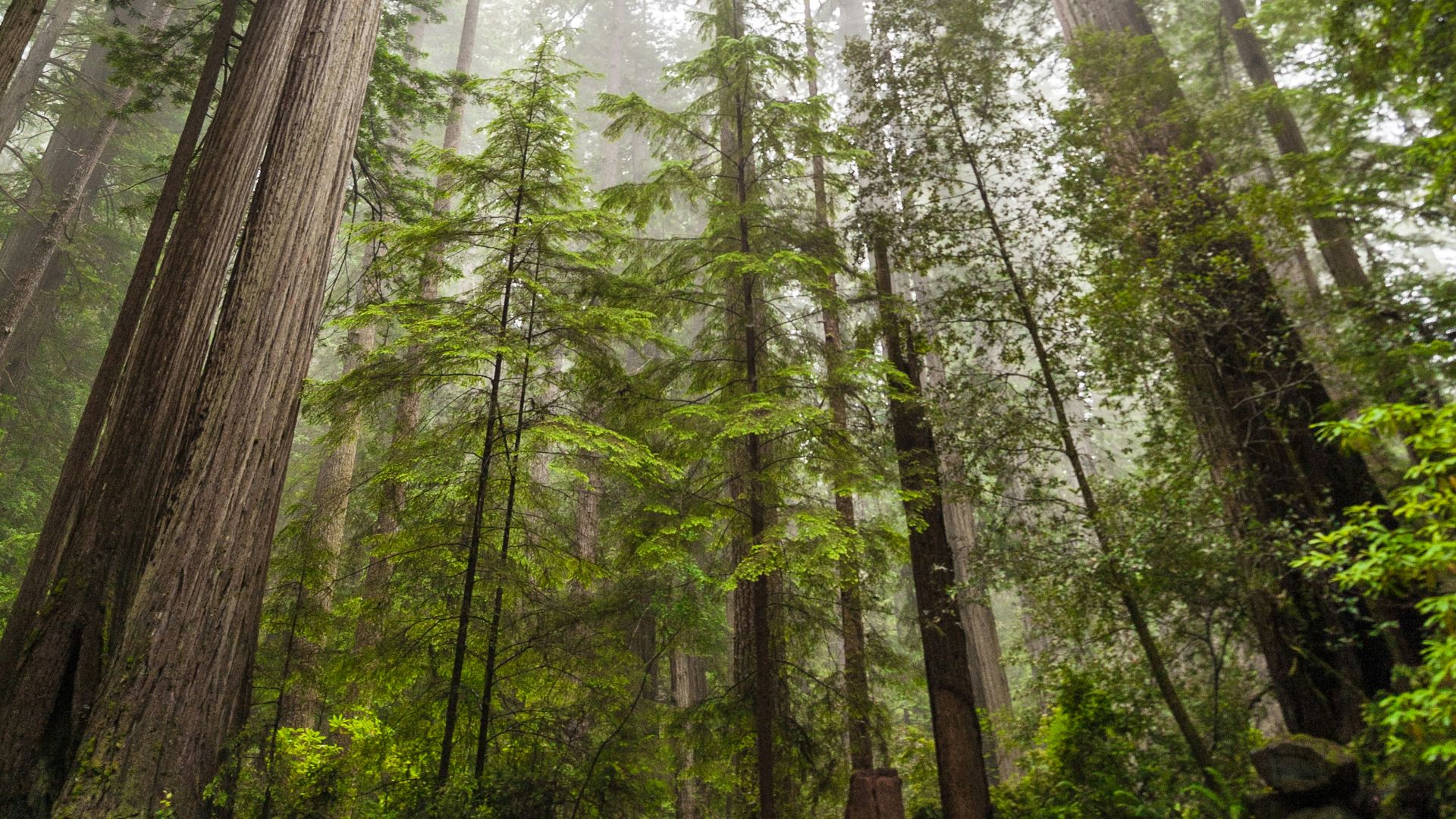 green leaf trees at daytime