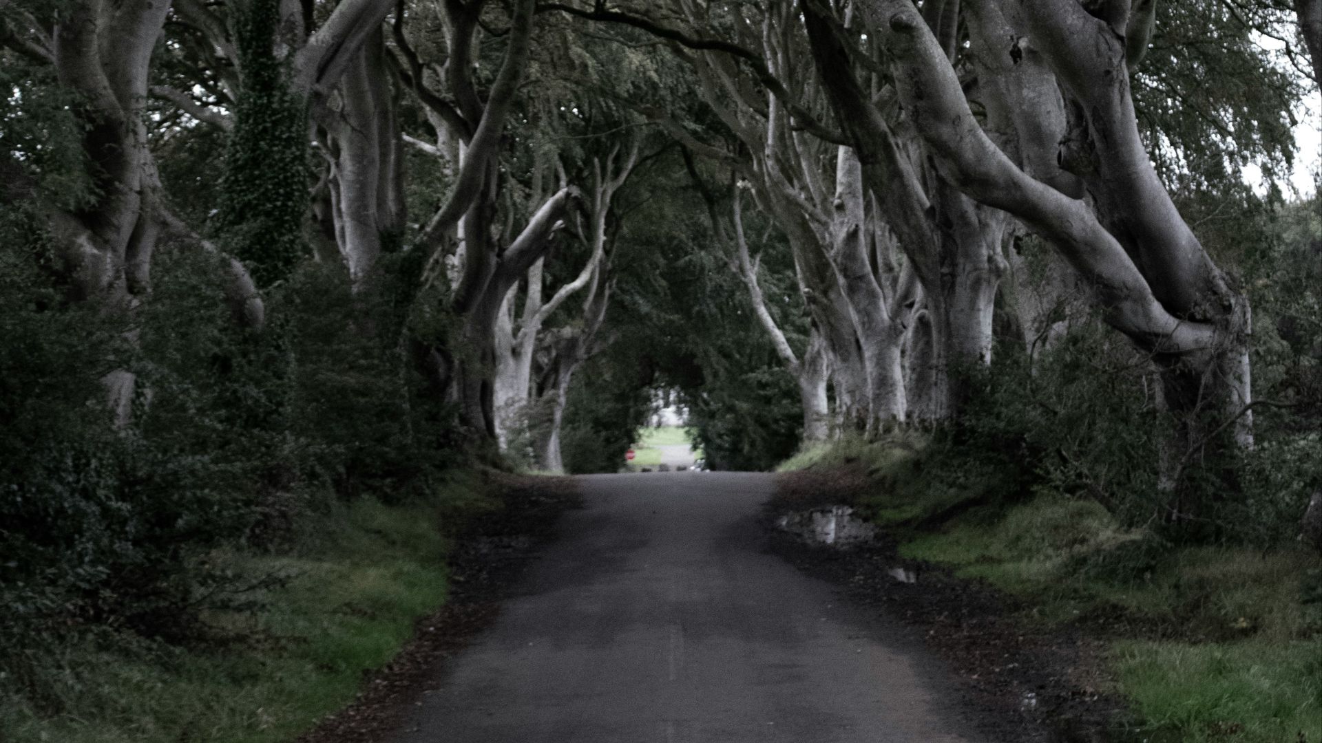 road between green-leafed trees