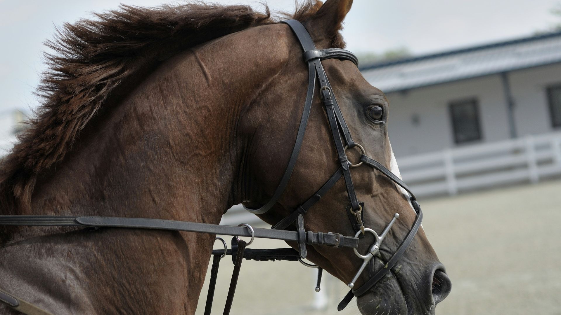 selective focus of brown horse