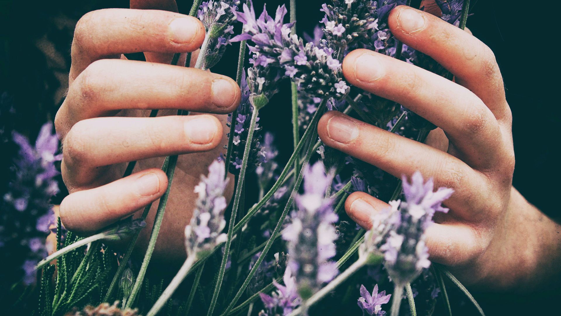 person touching purple petaled flowers
